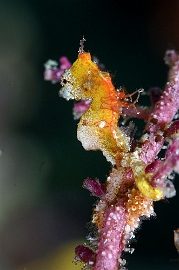 Raja Ampat 2019 - DSC08354_rc - Pontohs pygmy seahorse - Hippocampe pygmee de Pontoh - Hippocampus pontohi